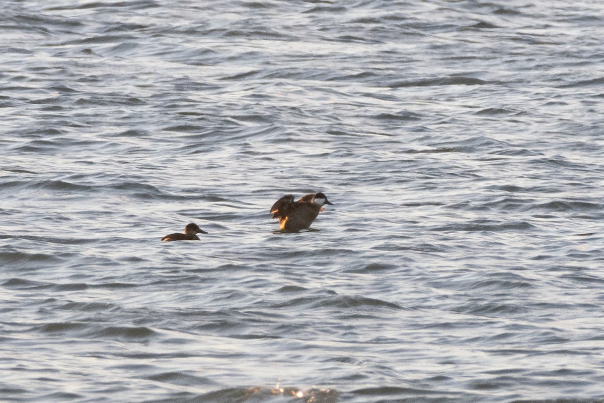 kobberand - ML644179035