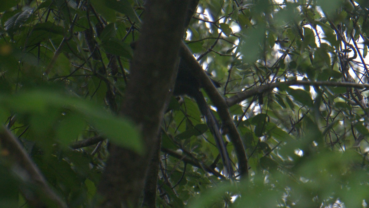White-rumped Shama - ML644179039