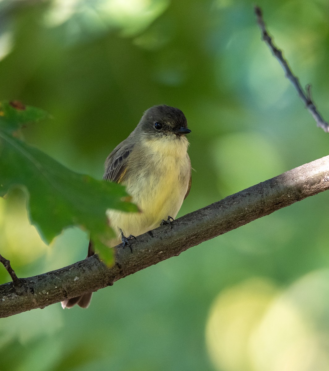 Eastern Phoebe - ML644179040