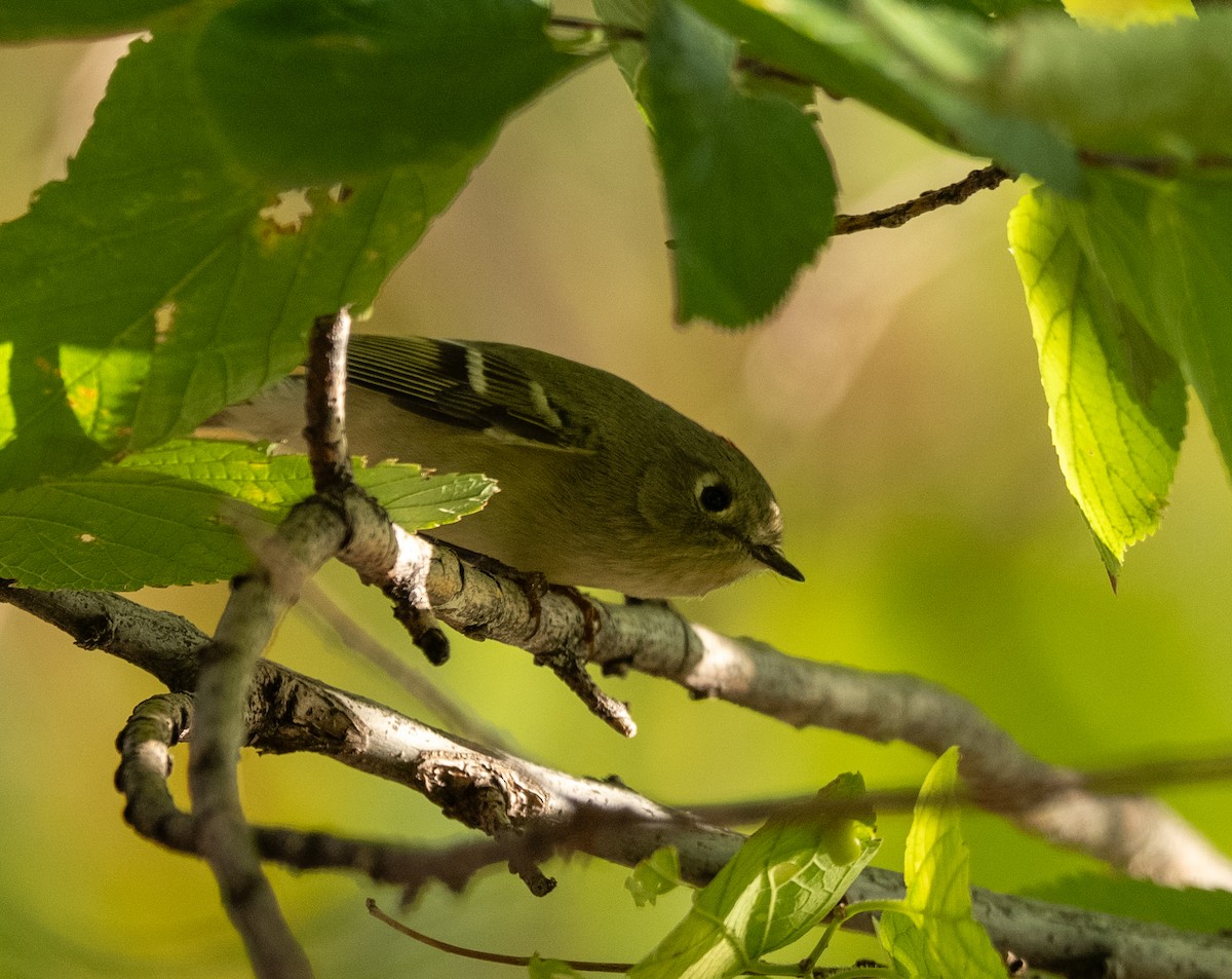 Ruby-crowned Kinglet - ML644179048
