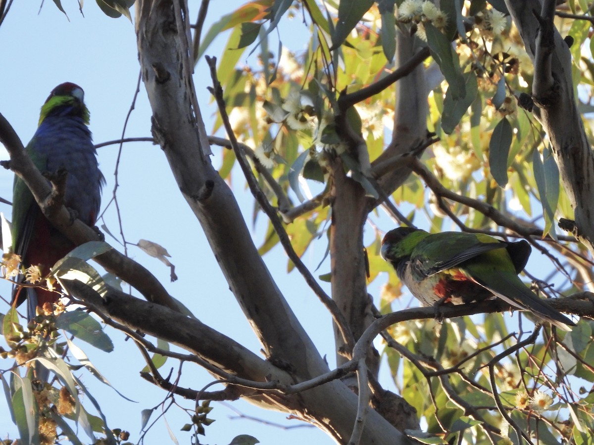 Red-capped Parrot - ML644179060