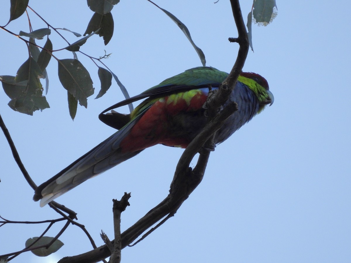 Red-capped Parrot - ML644179061