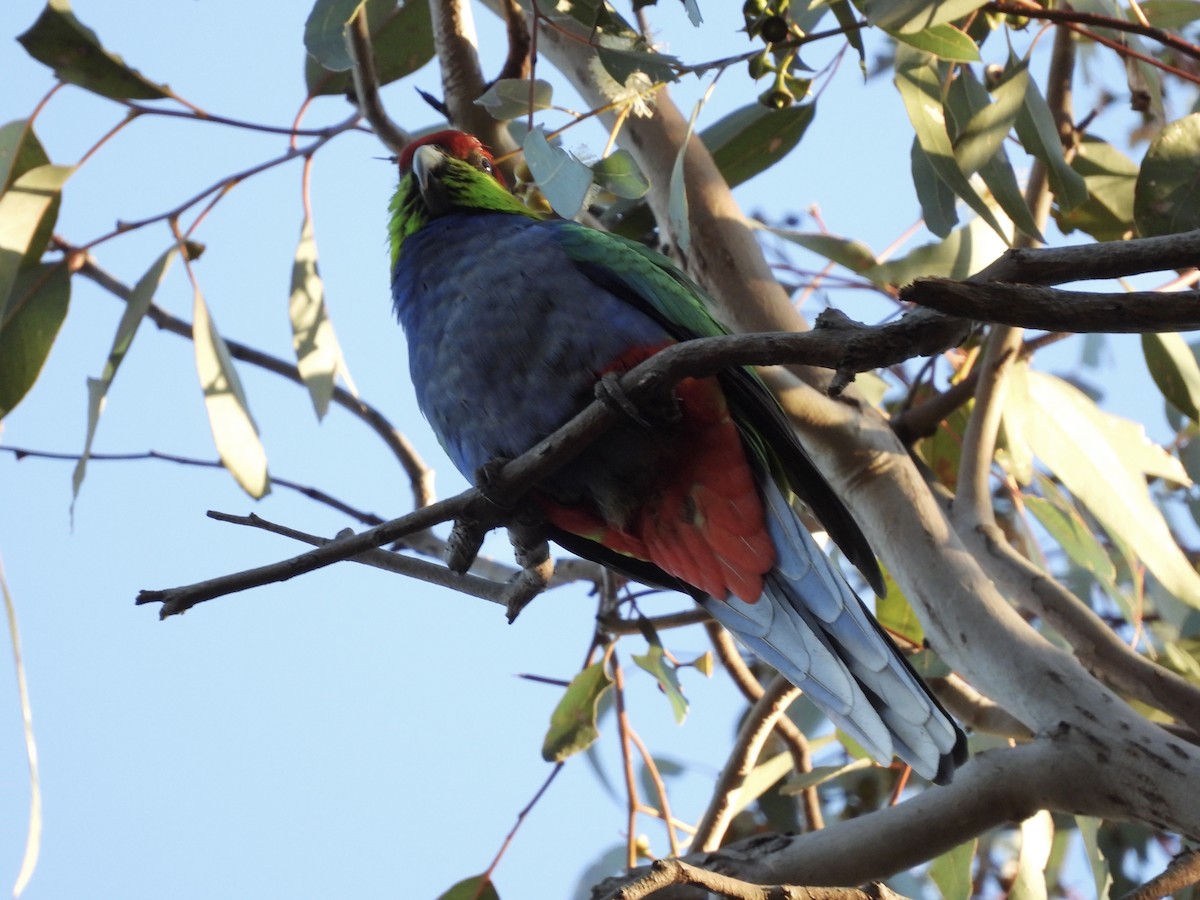 Red-capped Parrot - ML644179062