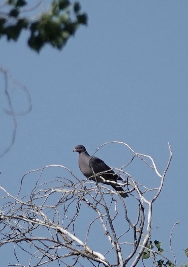 Band-tailed Pigeon - ML644179072
