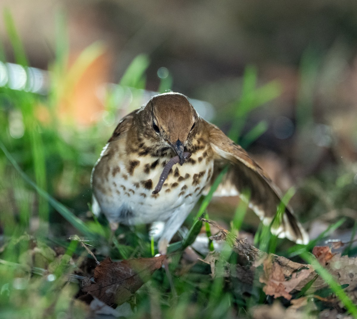 Hermit Thrush - ML644179076