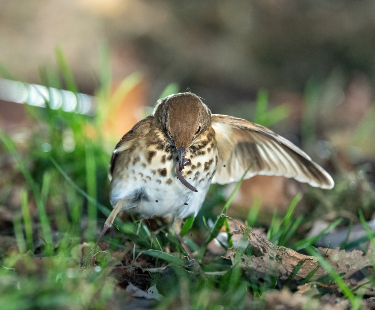 Hermit Thrush - ML644179079
