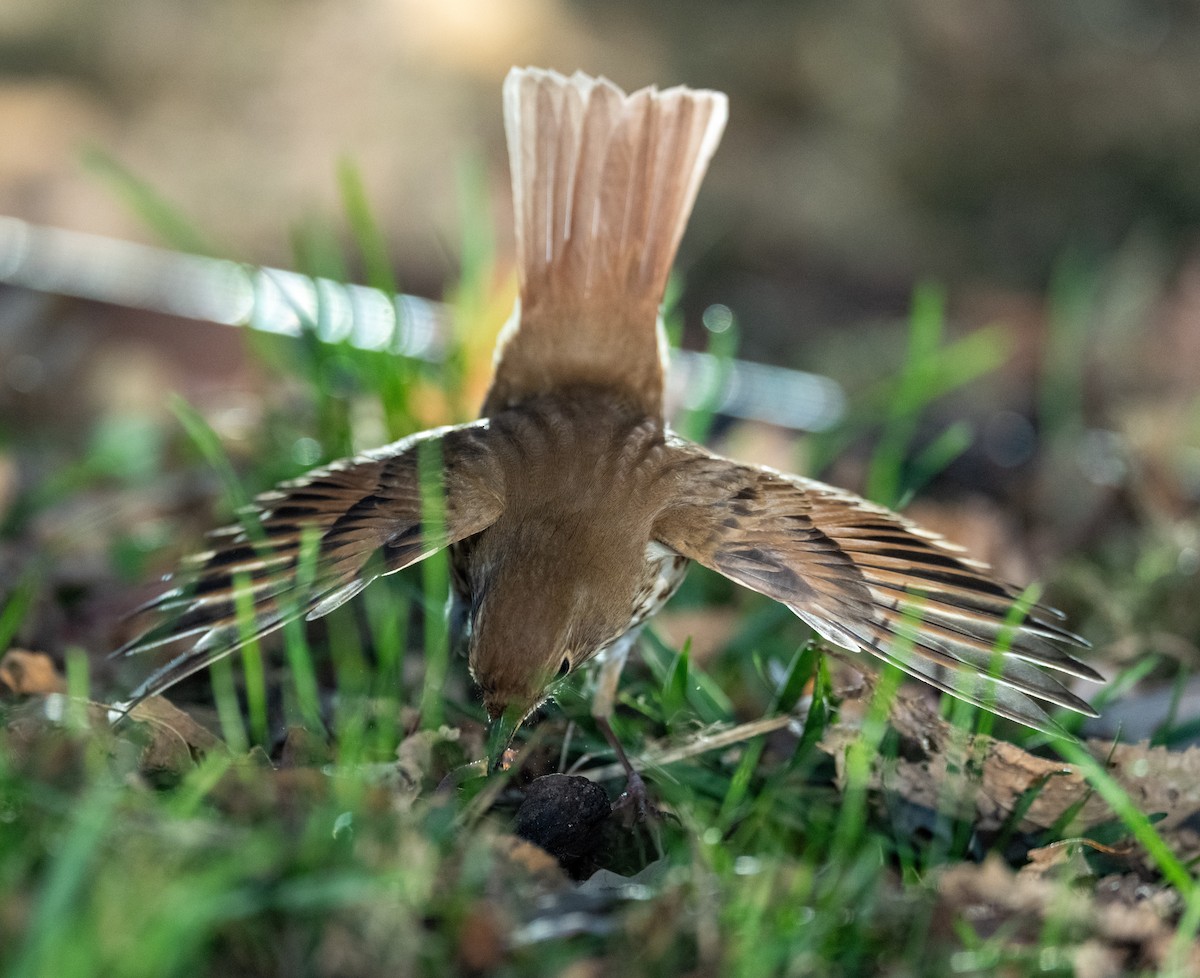 Hermit Thrush - ML644179080
