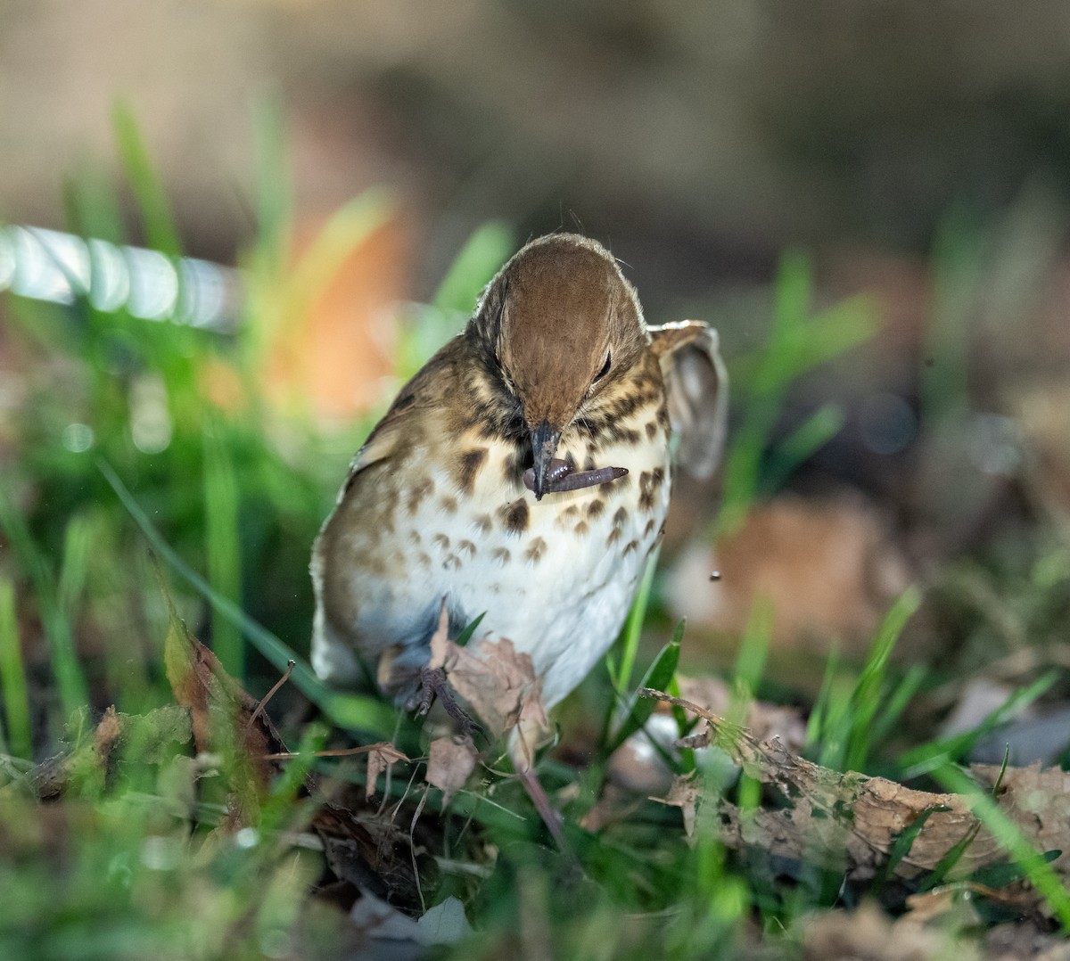 Hermit Thrush - ML644179081