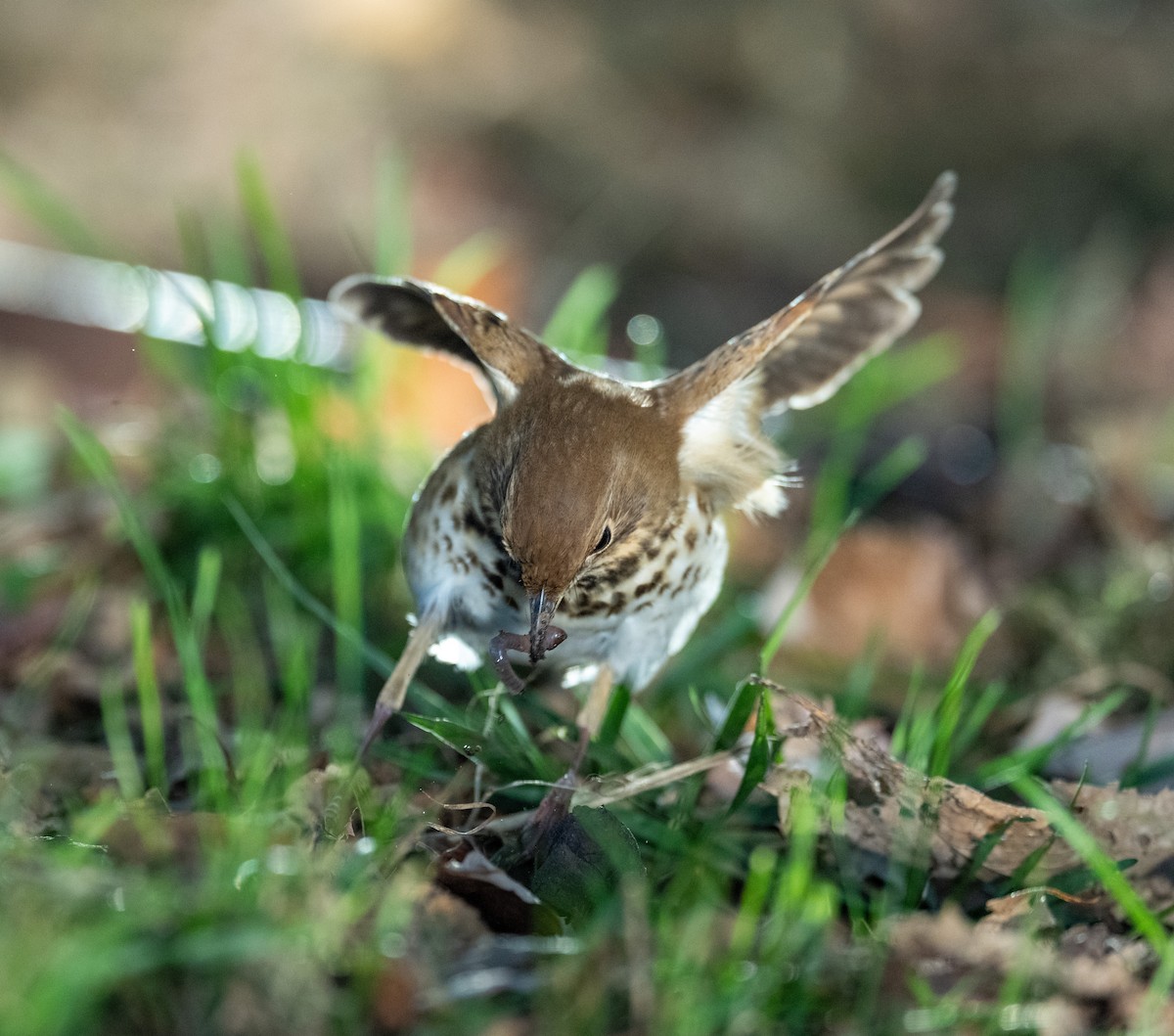 Hermit Thrush - ML644179082