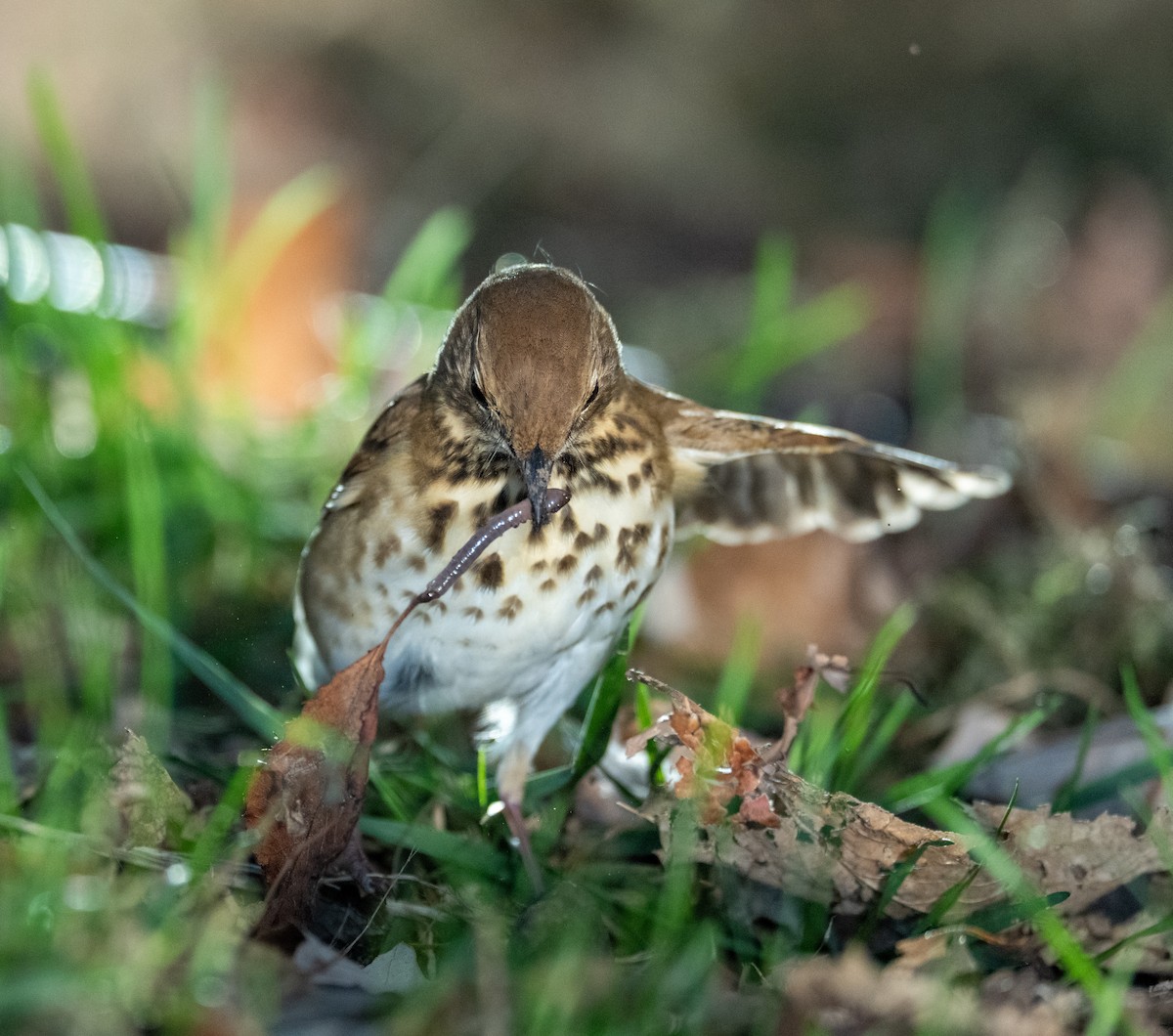 Hermit Thrush - ML644179084