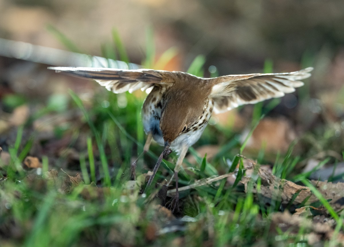 Hermit Thrush - ML644179085