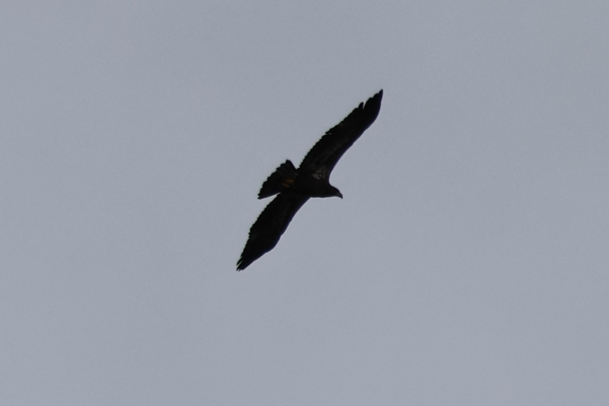 Bald Eagle - ML644179095