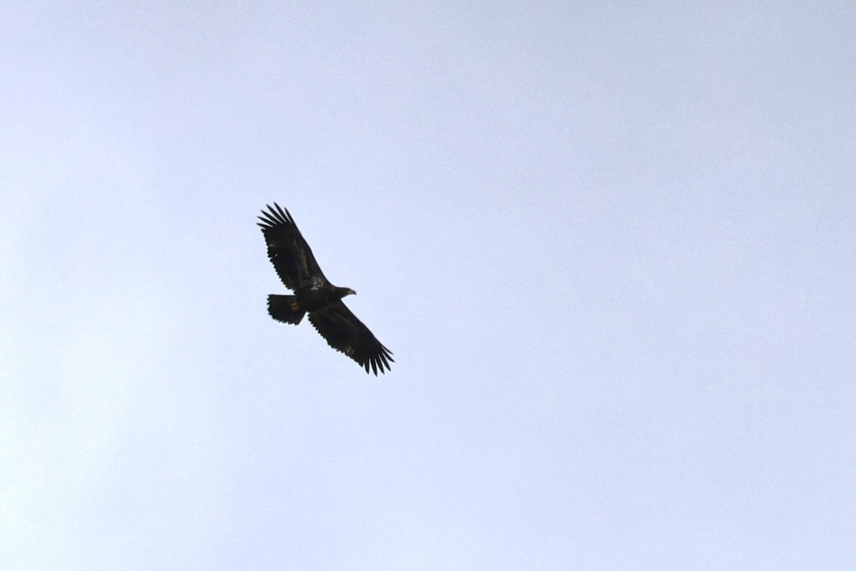 Bald Eagle - ML644179097