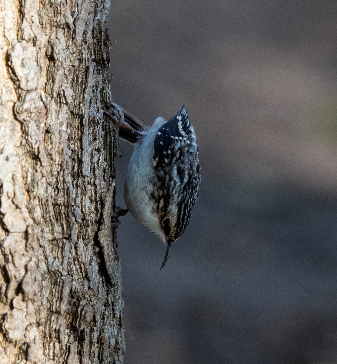 Brown Creeper - ML644179098