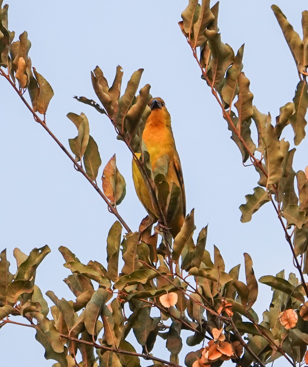 Holub's Golden-Weaver - ML644179101
