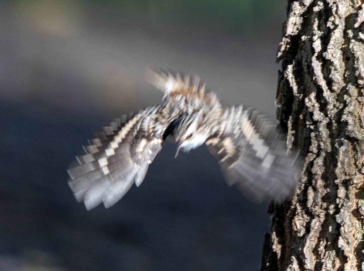 Brown Creeper - ML644179102