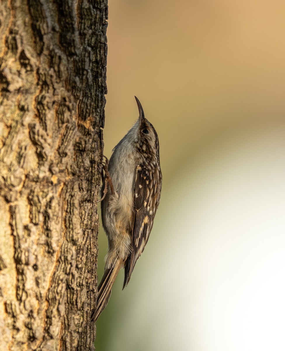 Brown Creeper - ML644179105