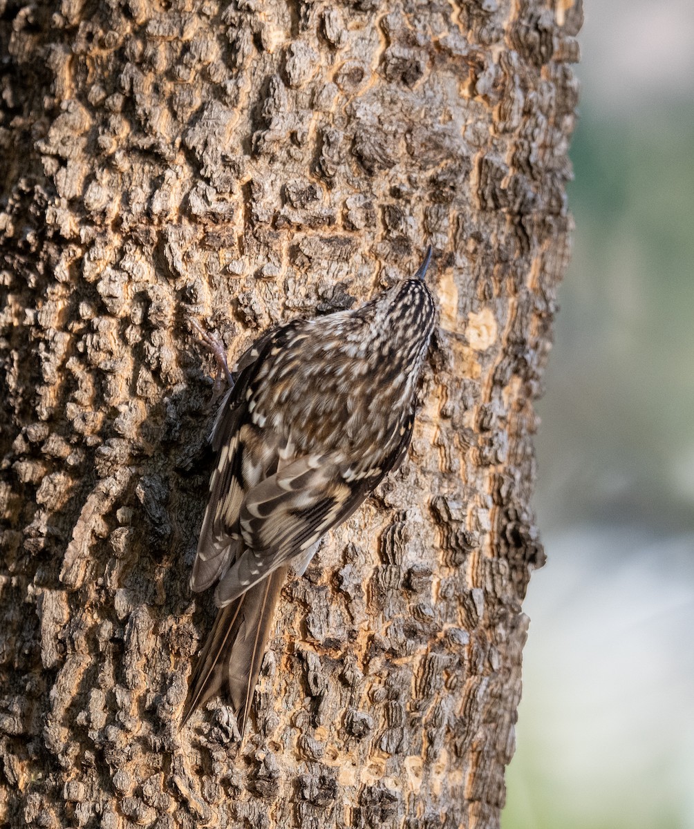 Brown Creeper - ML644179110