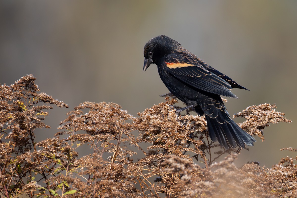 Red-winged Blackbird - ML644179130