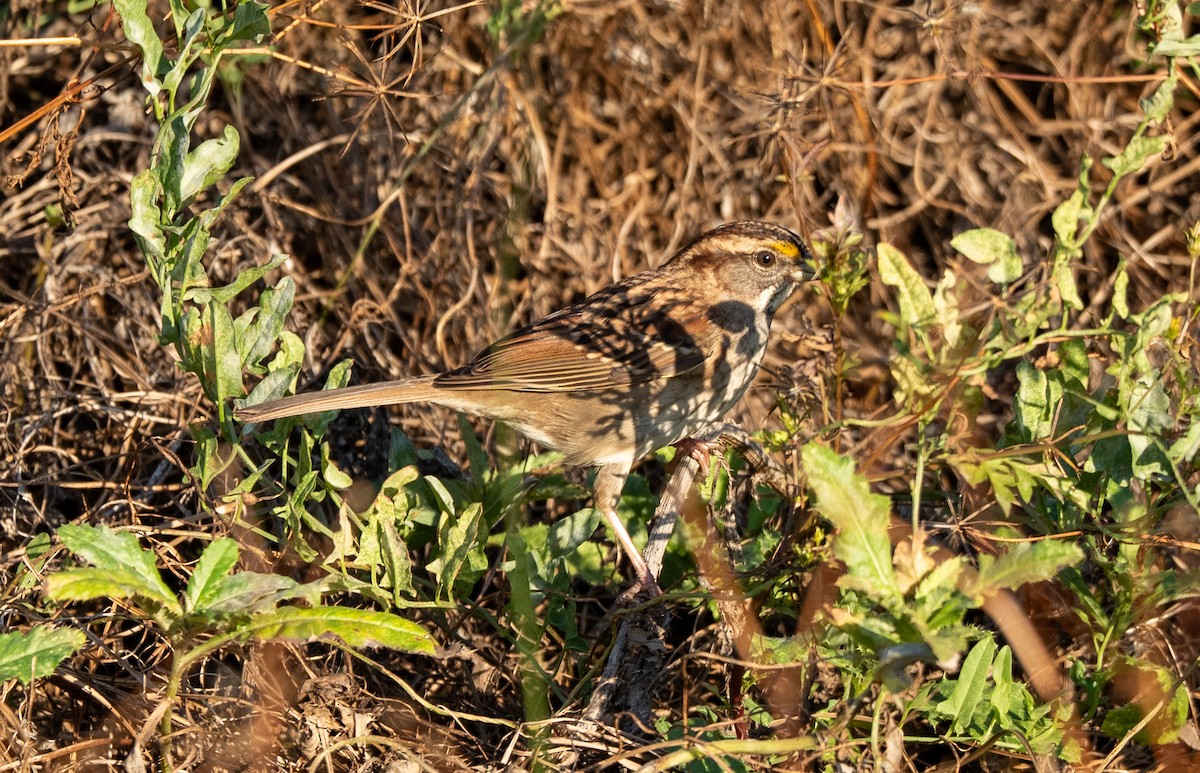 White-throated Sparrow - ML644179160