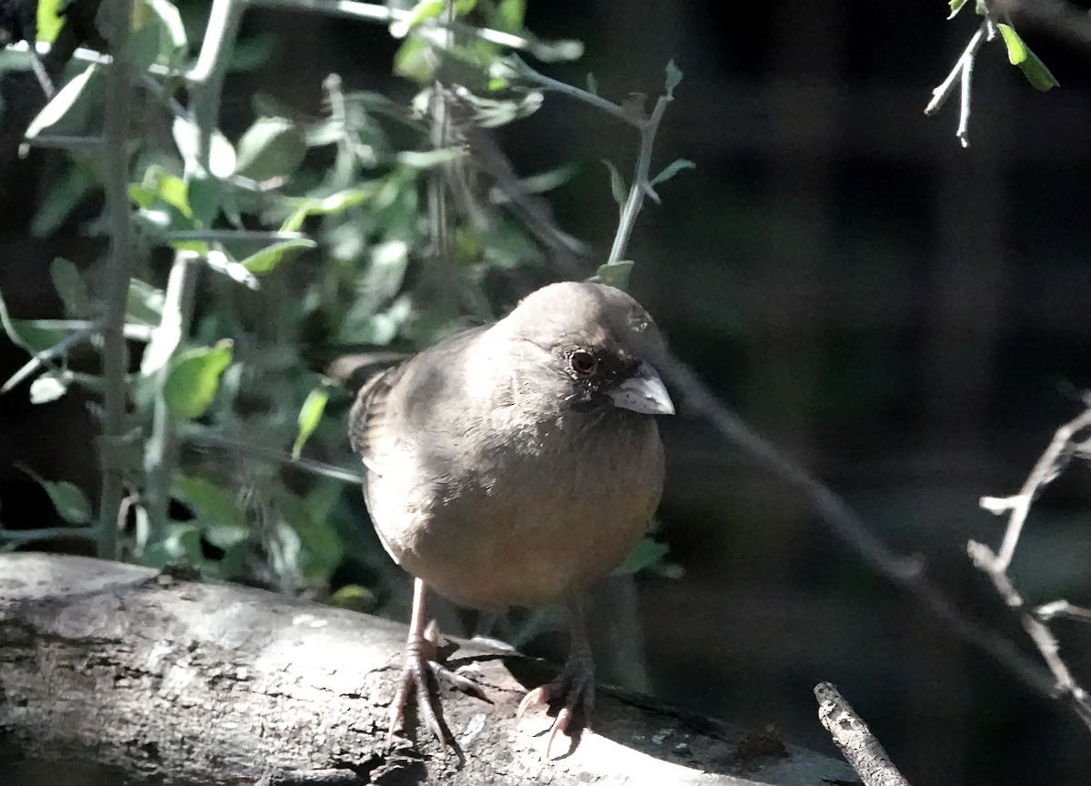 Abert's Towhee - ML644179163