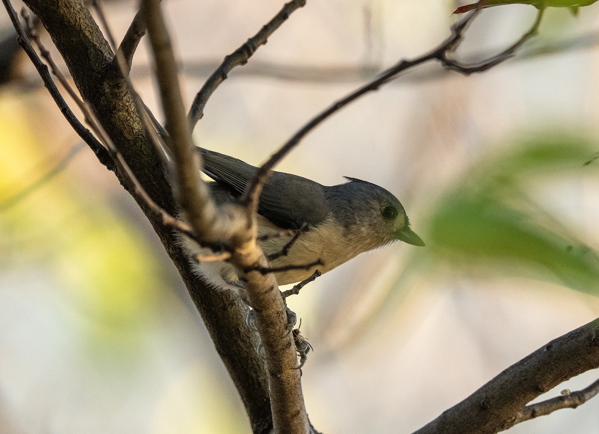 Tufted Titmouse - ML644179201