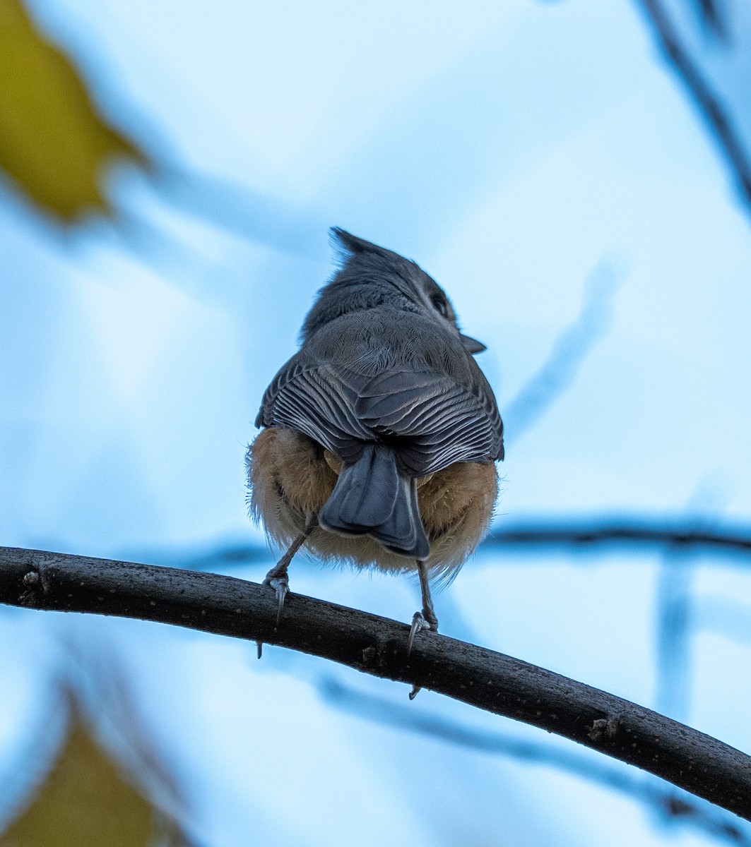 Tufted Titmouse - ML644179204