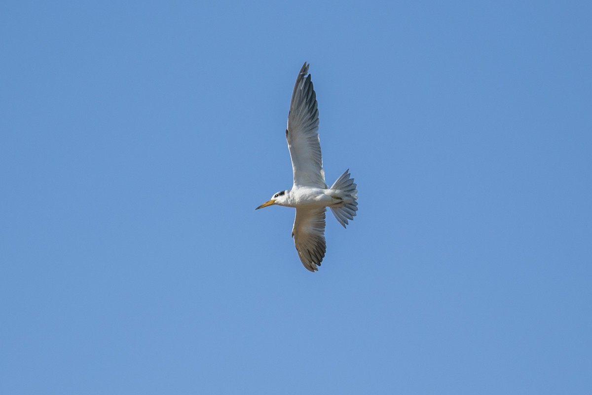 Large-billed Tern - ML644179209