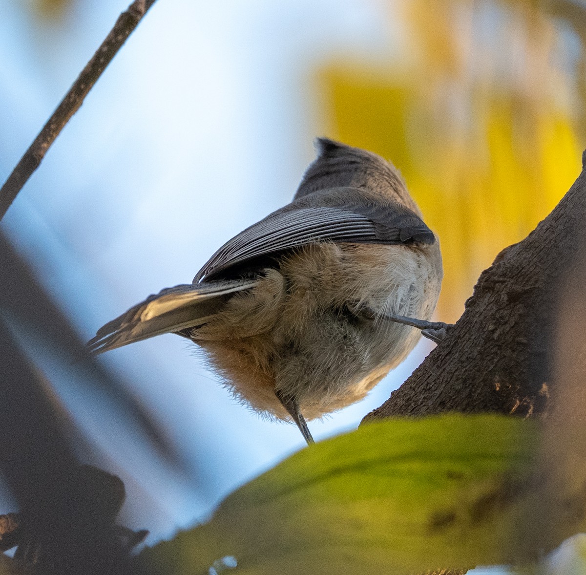Tufted Titmouse - ML644179210