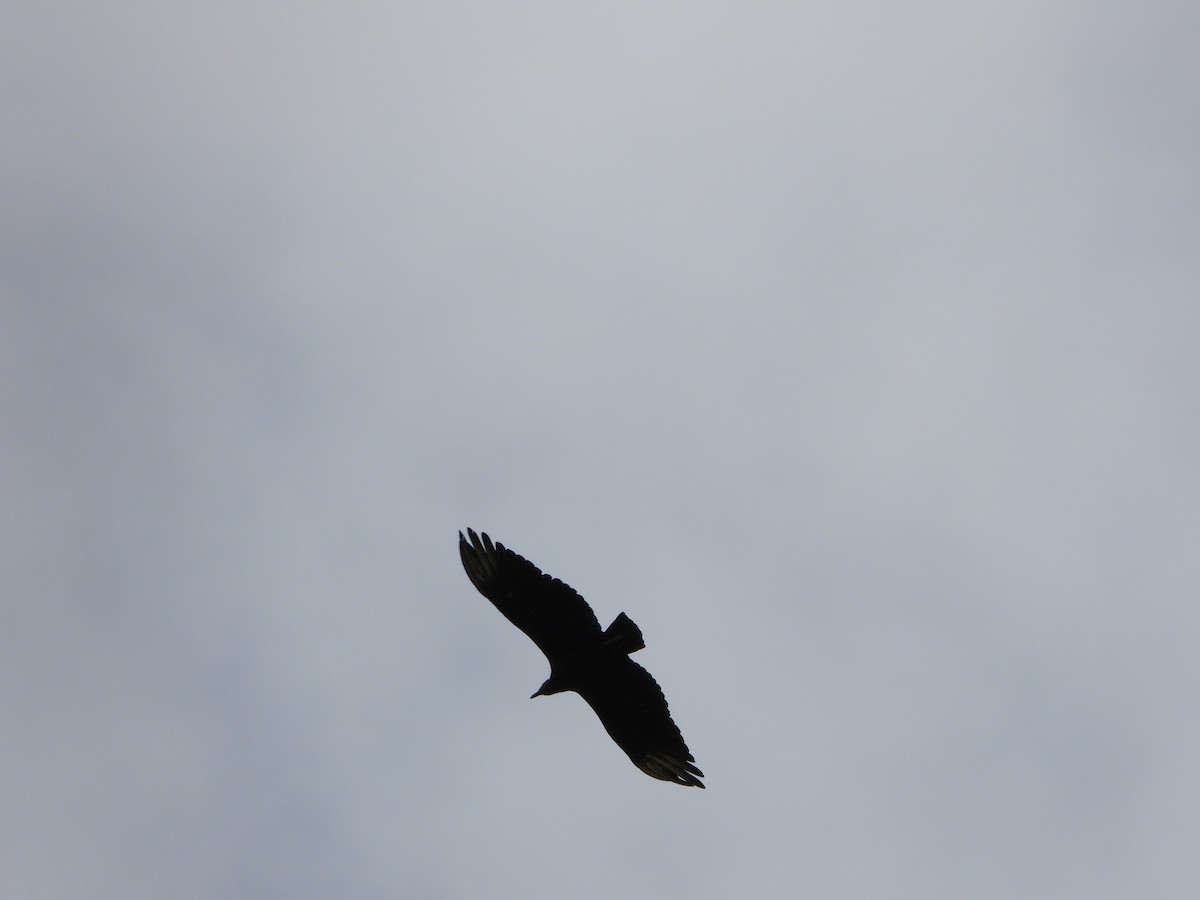 Black Vulture - ML644179213
