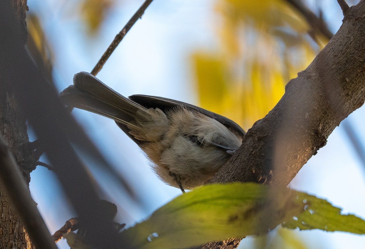 Tufted Titmouse - ML644179215