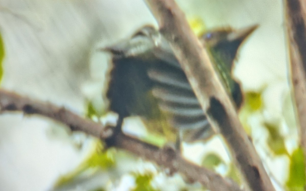 Green Catbird - ML644179217