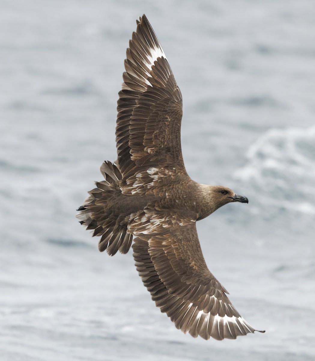 Brown Skua - ML644179227