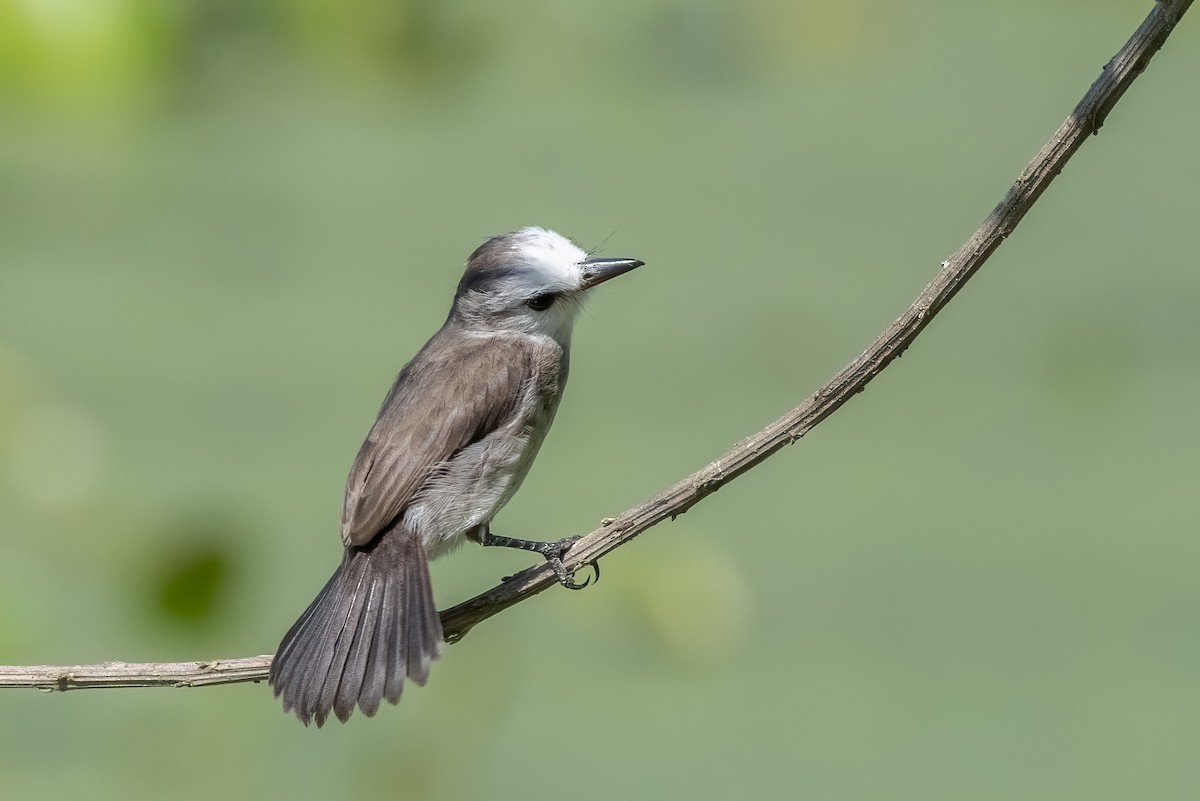 White-headed Marsh Tyrant - ML644179233