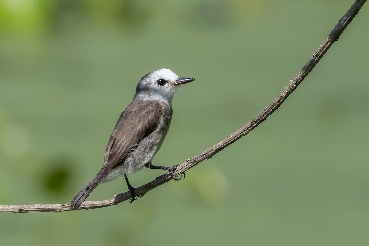 White-headed Marsh Tyrant - ML644179234