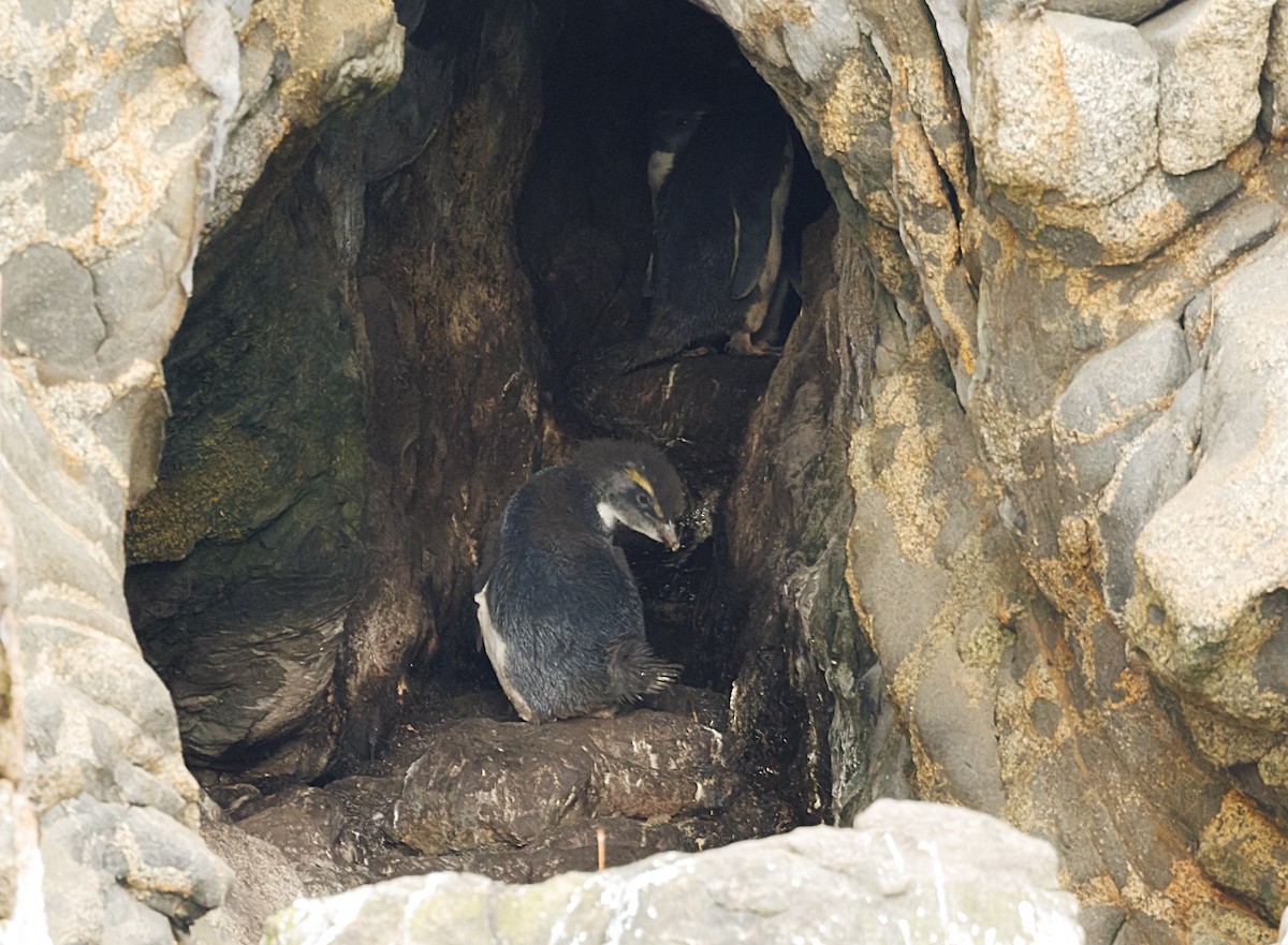 Fiordland Penguin - ML644179242