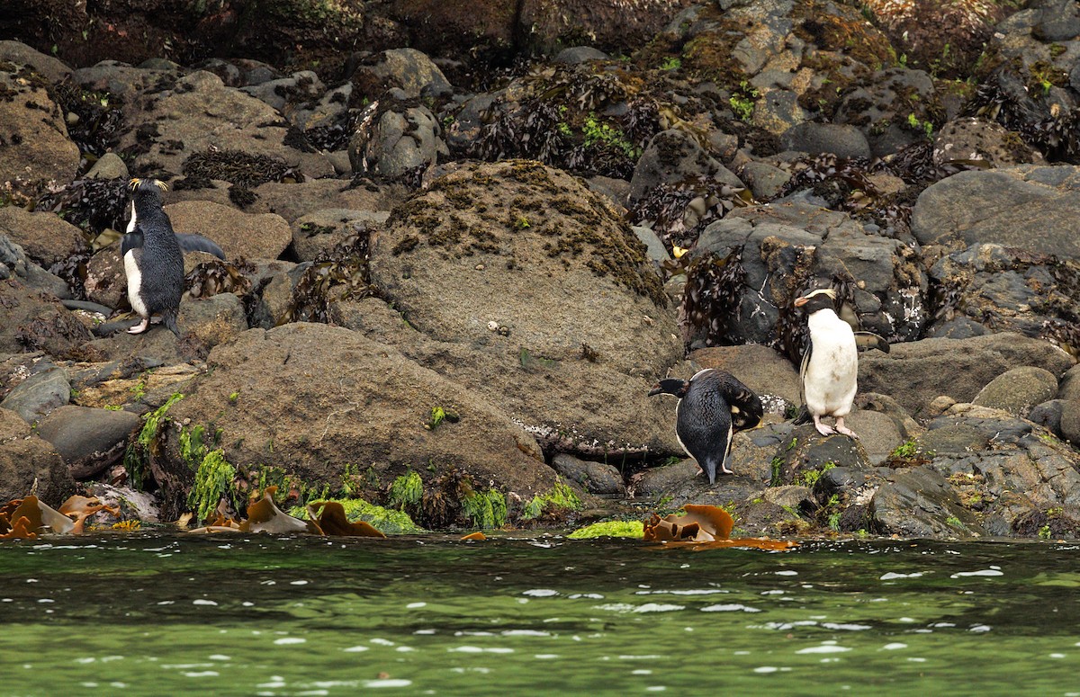 Fiordland Penguin - ML644179243