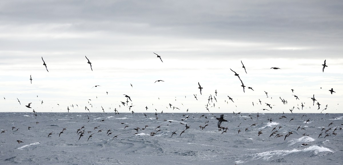 Short-tailed Shearwater - ML644179250