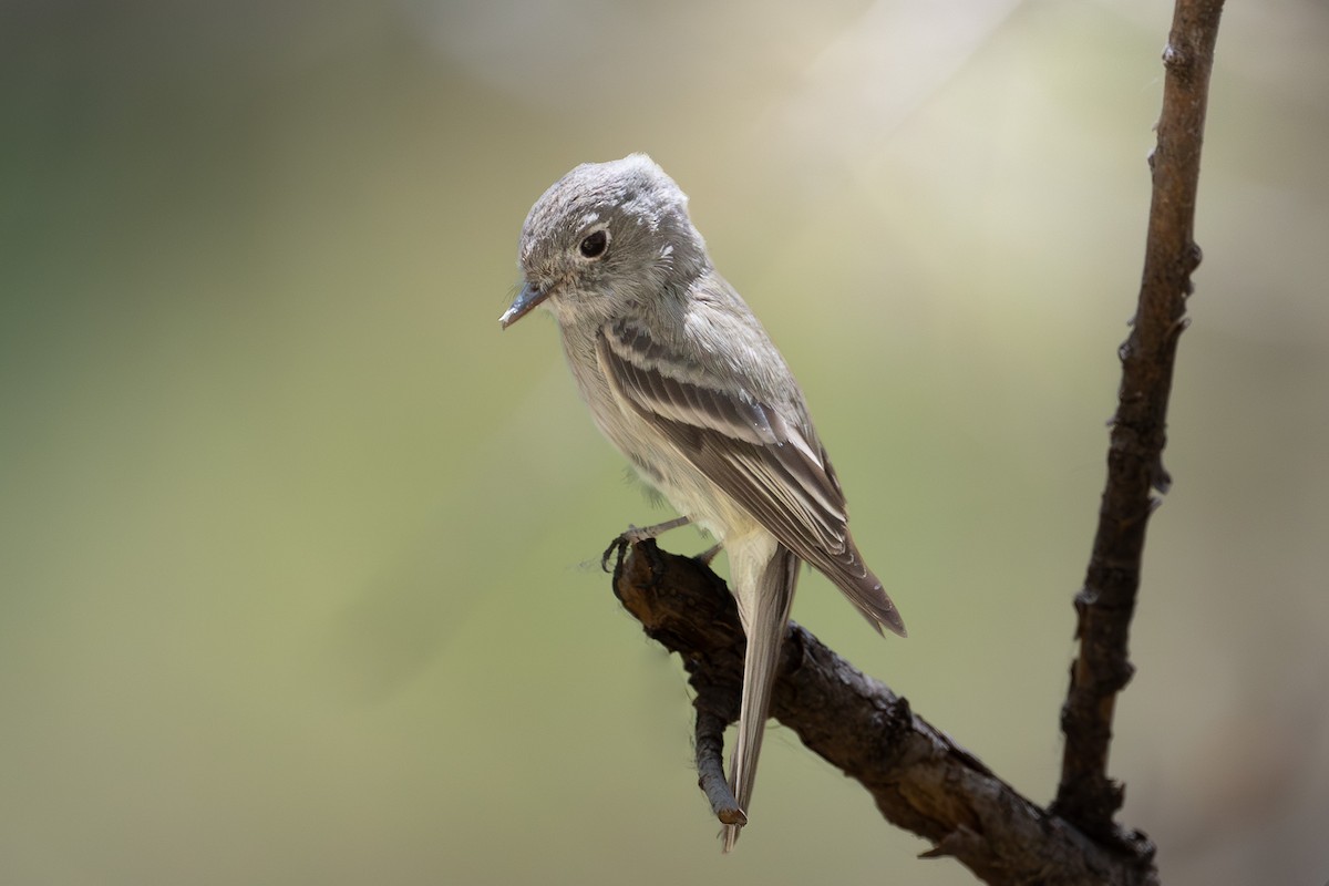 Hammond's Flycatcher - ML644179251