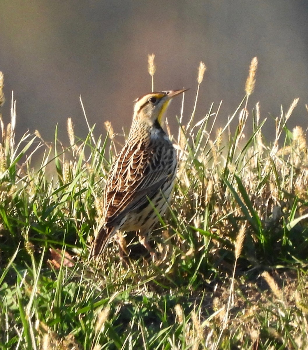 Eastern Meadowlark - ML644179256