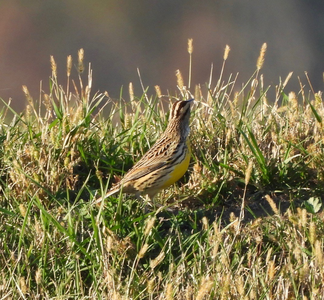 Eastern Meadowlark - ML644179257