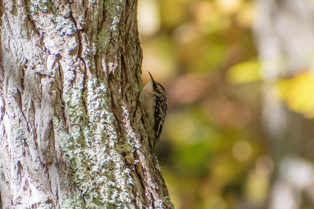 Brown Creeper - ML644179261