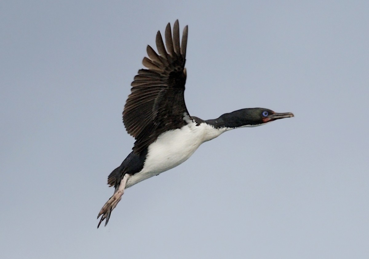 Stewart Island Shag - ML644179265