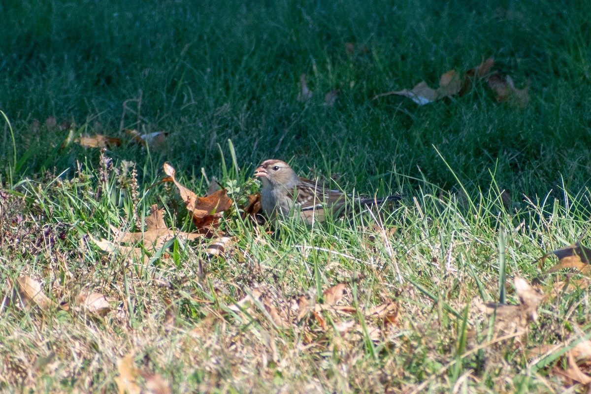 White-crowned Sparrow - ML644179276