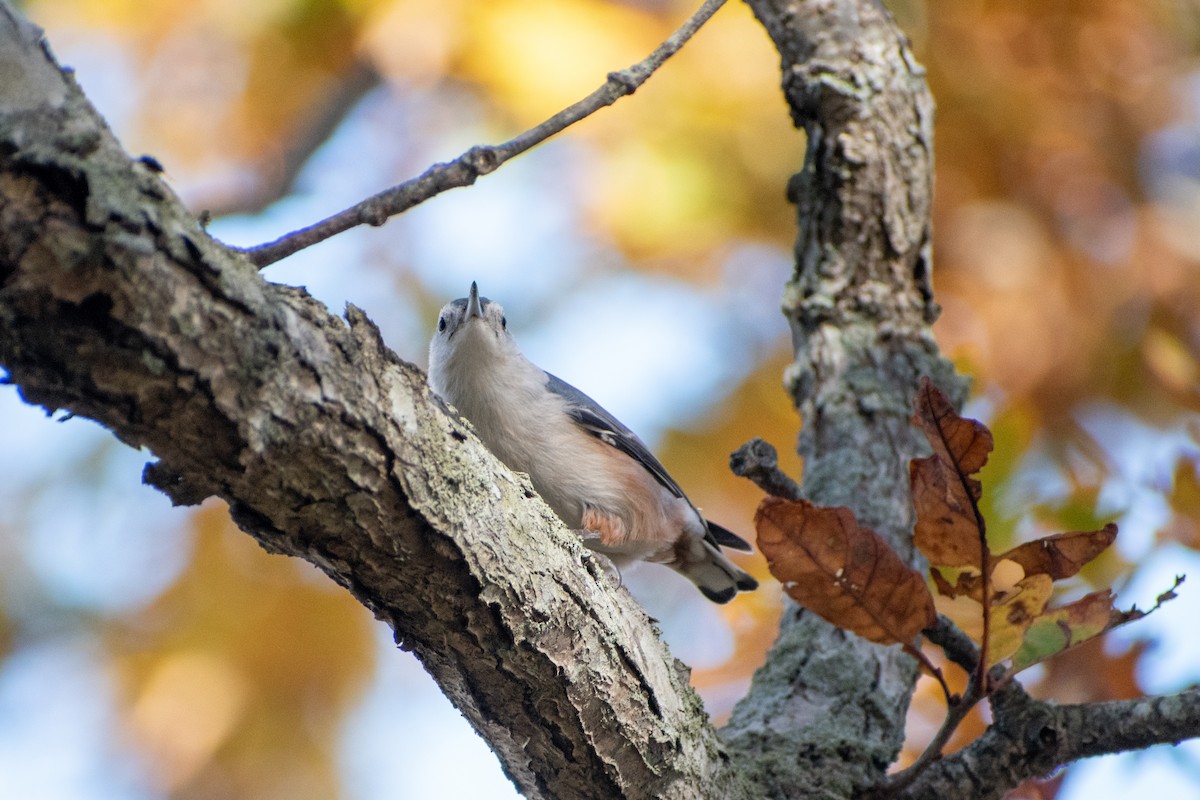 White-breasted Nuthatch (Eastern) - ML644179287