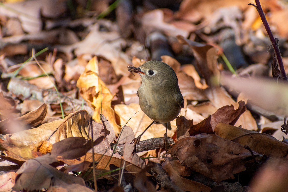 Ruby-crowned Kinglet - ML644179302