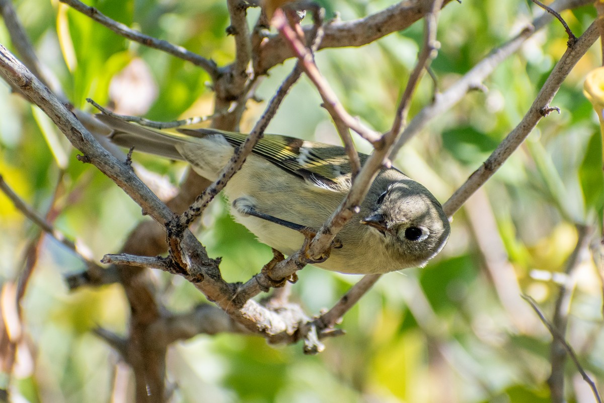 Ruby-crowned Kinglet - ML644179303