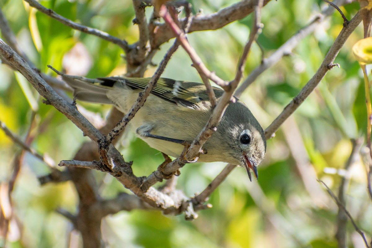 Ruby-crowned Kinglet - ML644179304