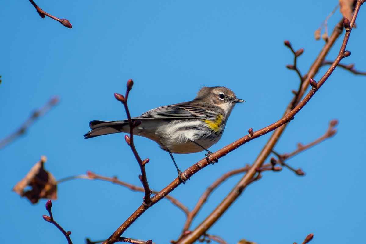 Yellow-rumped Warbler (Myrtle) - ML644179321