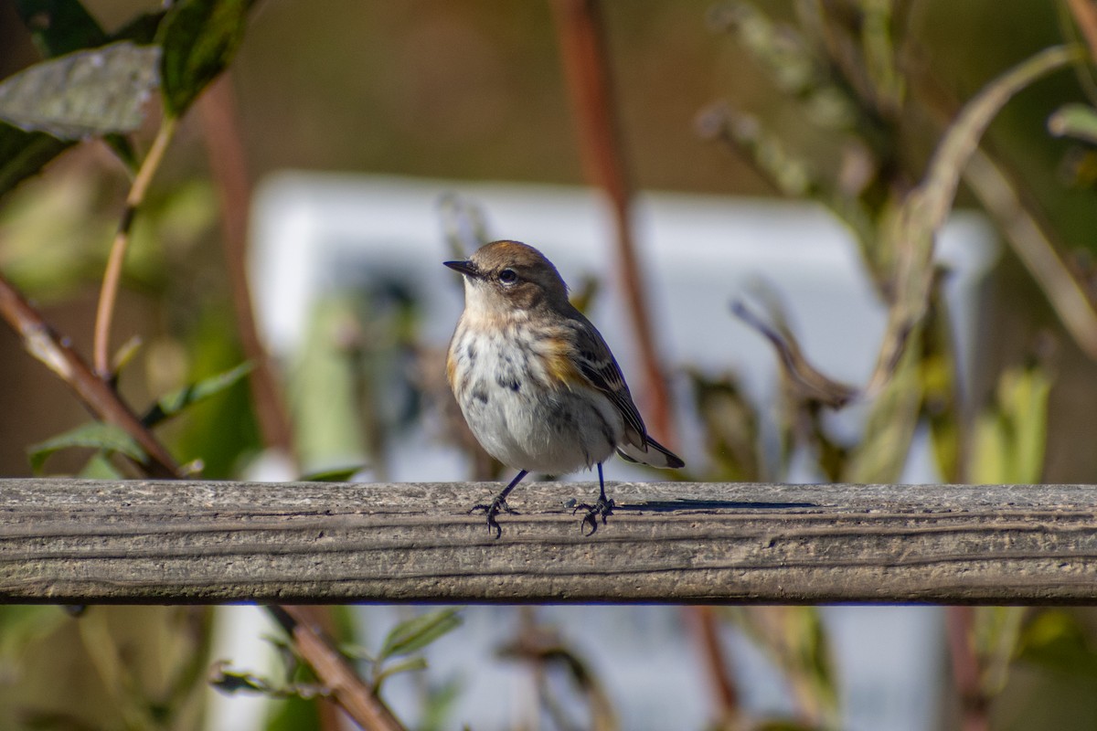 Yellow-rumped Warbler (Myrtle) - ML644179322